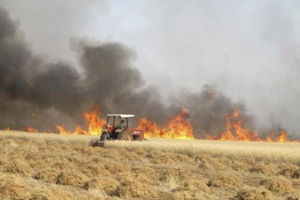 Curdos e Daesh provocam incêndios em campos de trigo, acusam agricultores sírios