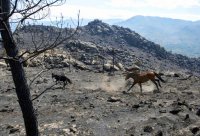 ADEGA exige medidas urgentes de restauraçom nas zonas queimadas e a declaraçom de Zona Catastrófica