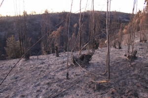 Incêndios devoram 3,000 hectares, 1,000 delas em Parque Natural, no sul da Galiza