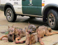 Adega leva à promotoria de justiça os autorizaçons dos 'controlos' populacionais do lobo na Galiza