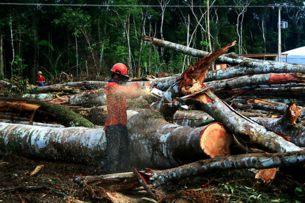 Estado brasileiro apoia desmatamento, apesar de políticas setoriais de controle