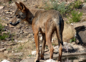 10 pontos importantes para entender a problemática do lobo na Galiza